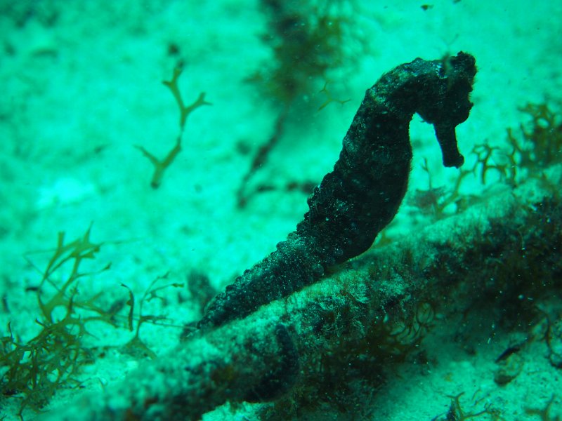 Curacao 04-12 135.JPG